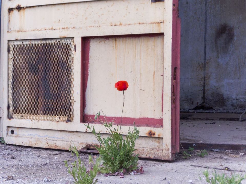Single red poppy growing beside a rusty metal cabinet