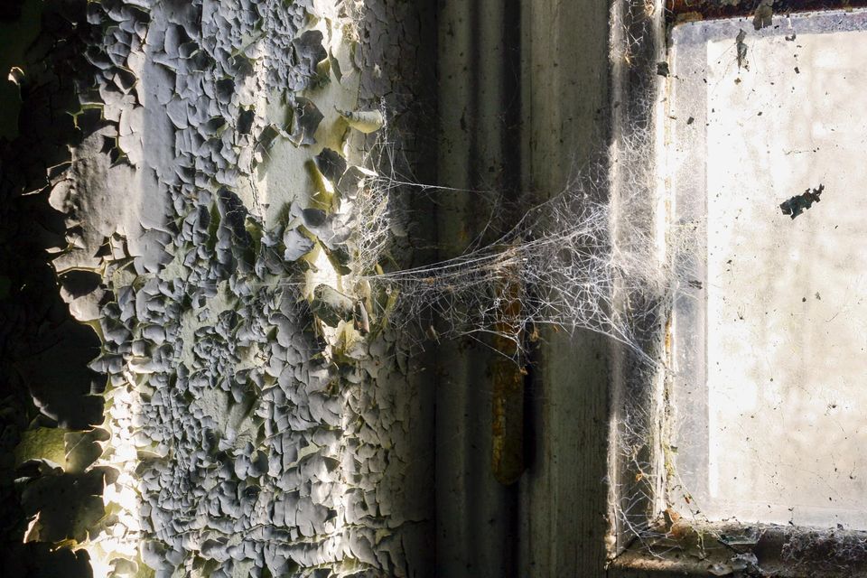 Cobwebs between peeling paint and a dirty window