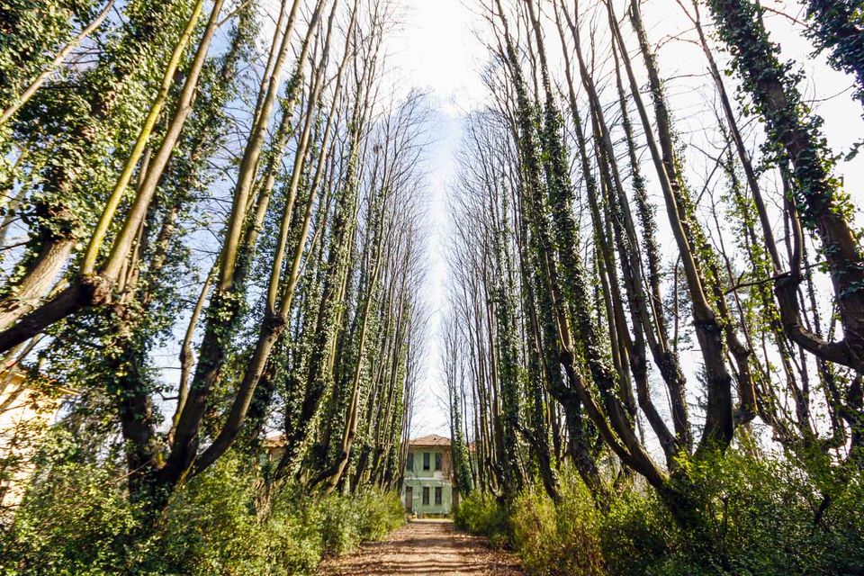 Avenue of tall ivy-covered trees leading to a pale building