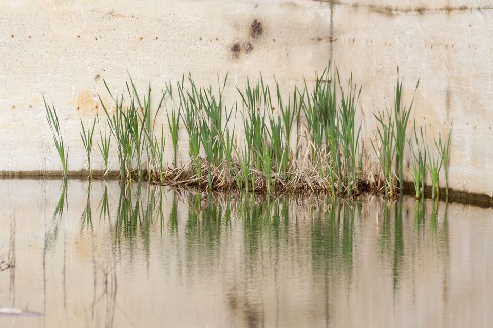 Reeds growing at the water’s edge against a concrete wall