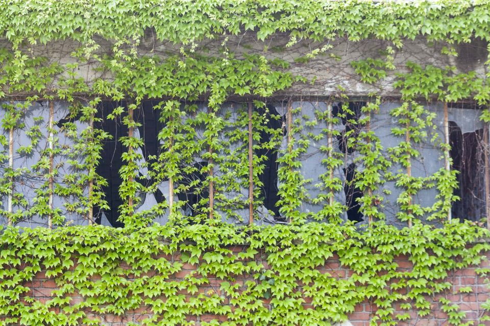 Window overgrown with green vine on a brick wall