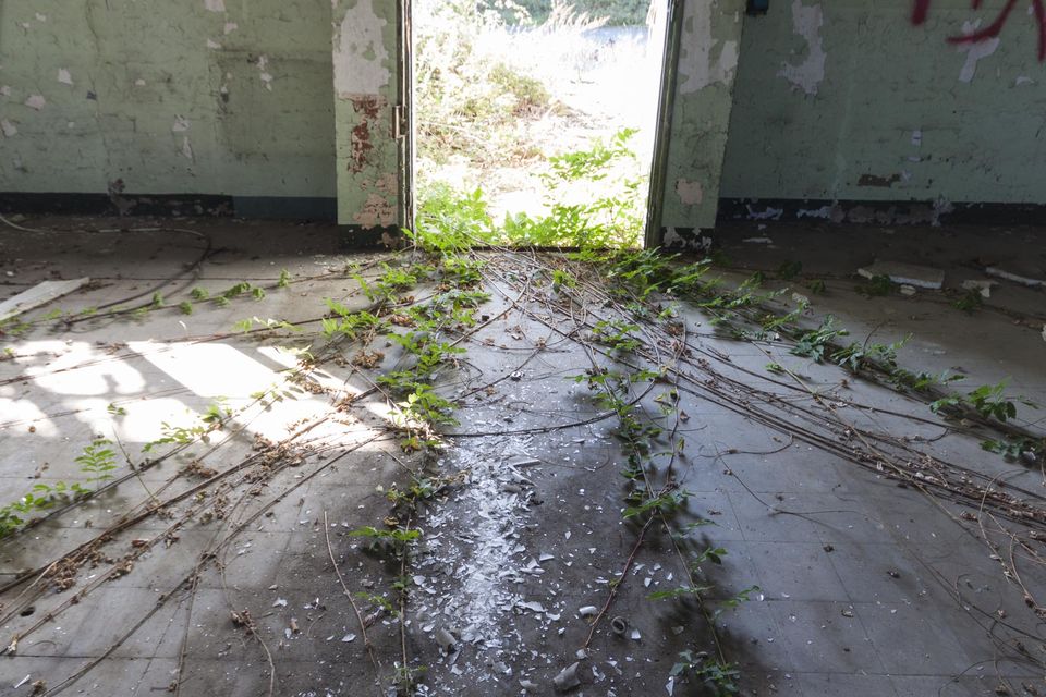 Creepers spreading across the floor of a room toward an open door