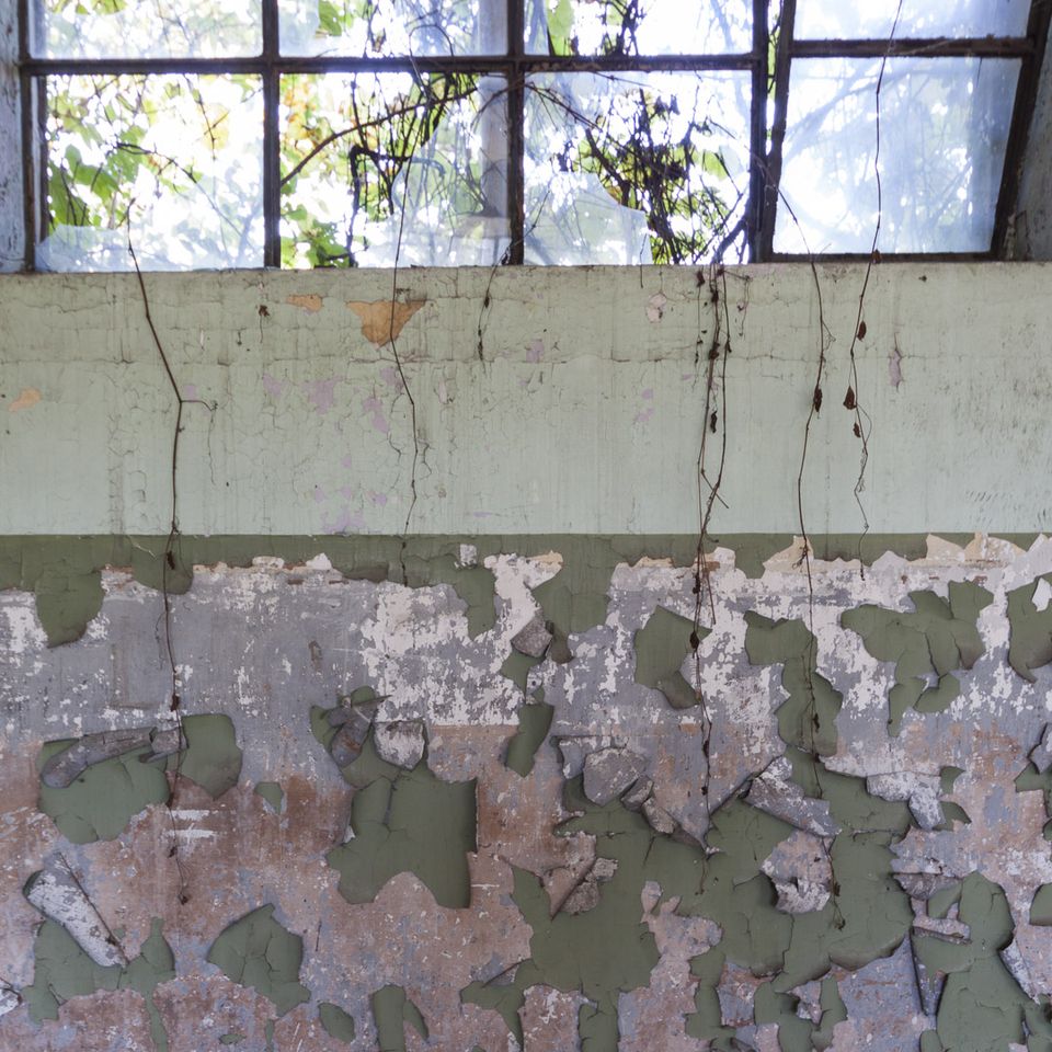 Flaking green paint under dusty windows full of leaves