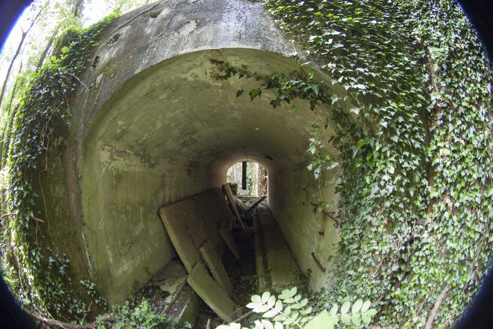 Ivy-covered concrete tunnel mouth with fallen planks inside