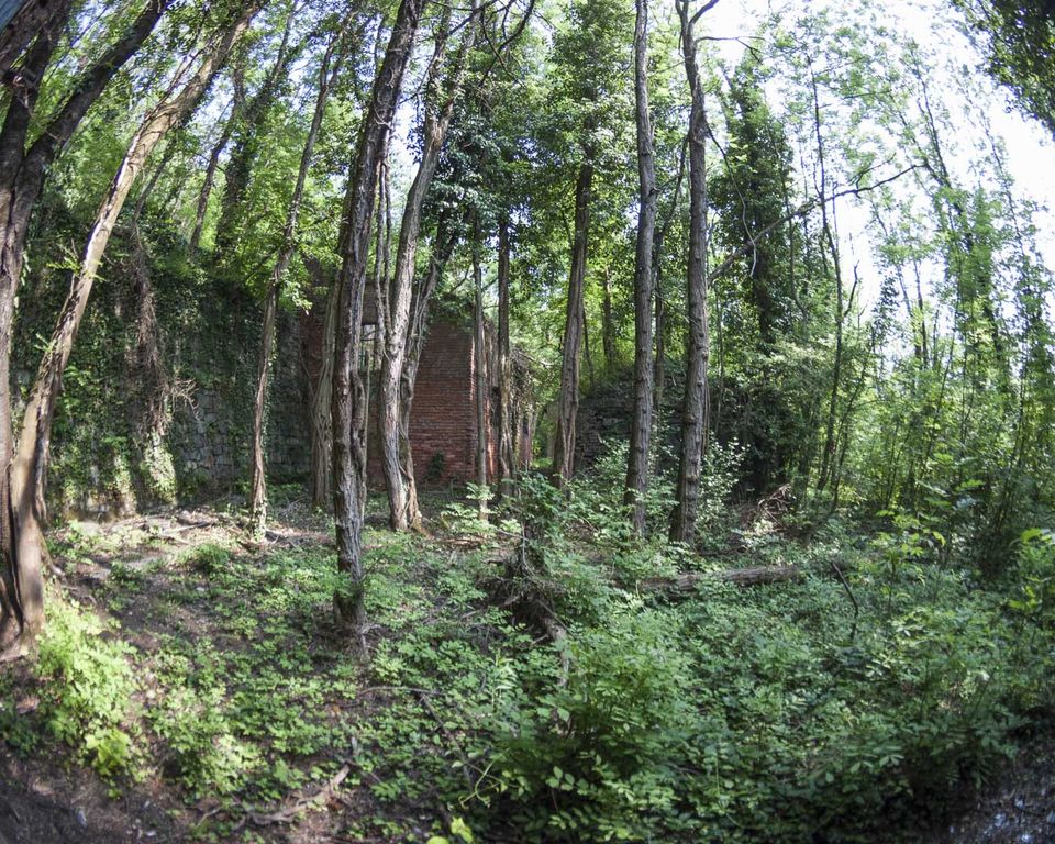 Forest clearing with a ruined brick wall behind the trees