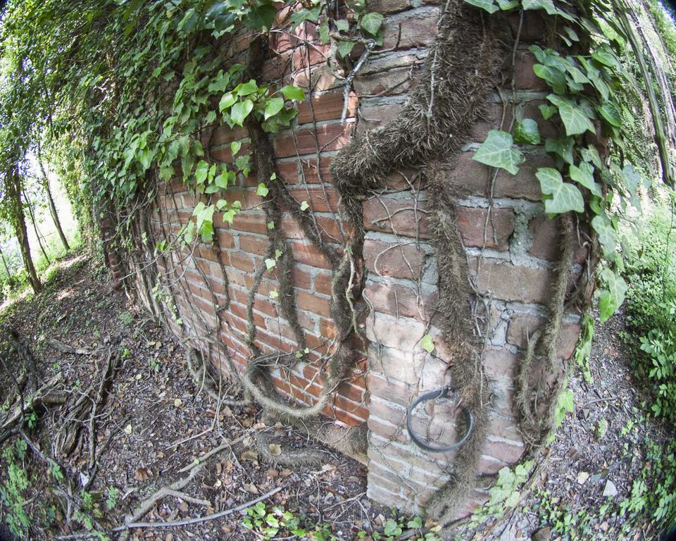 Ivy-covered brick wall with an iron ring