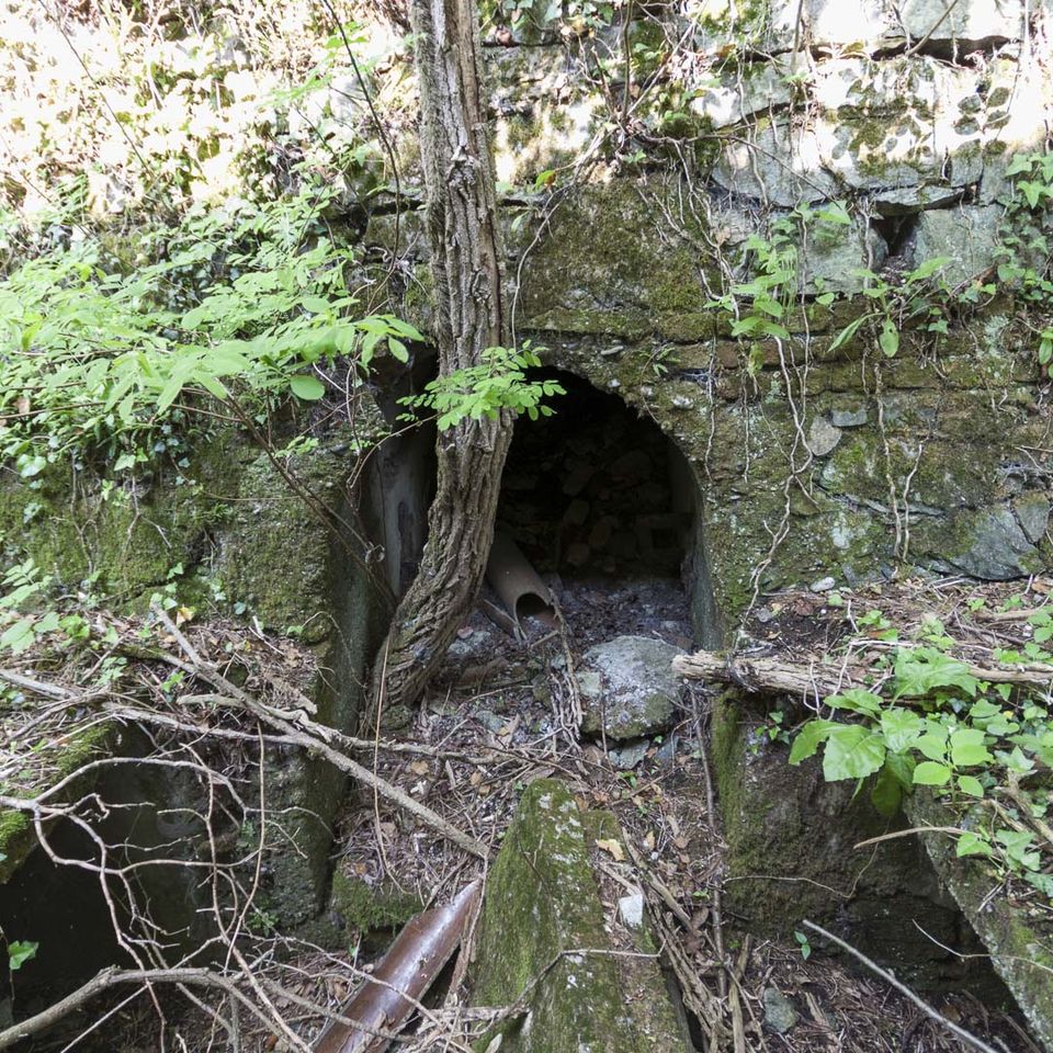 Overgrown arched culvert with a pipe and tree roots