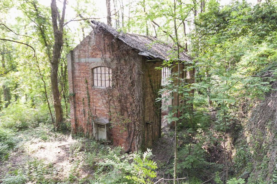 Ivy-covered brick building with an arched window in the forest