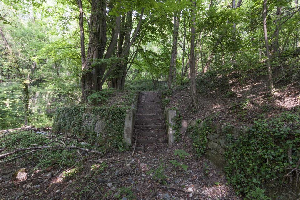 Overgrown stone steps climbing into the woods