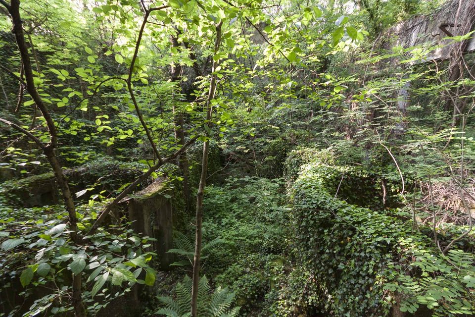 Thick foliage over the remains of a concrete wall