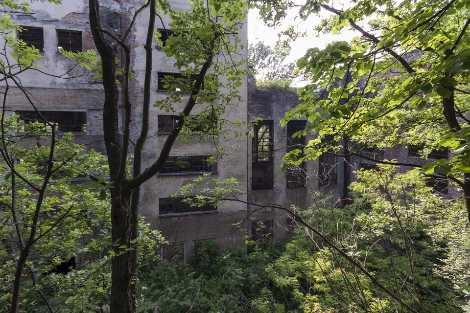 Multi-storey ruined factory seen through trees
