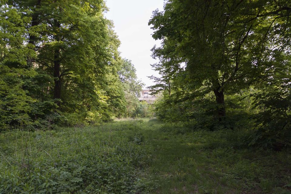 Grassy forest clearing leading toward a distant building