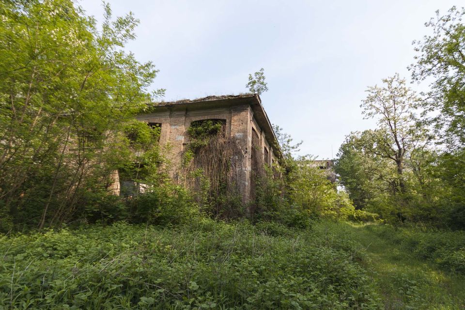 Brick building with a failing roof in thick undergrowth