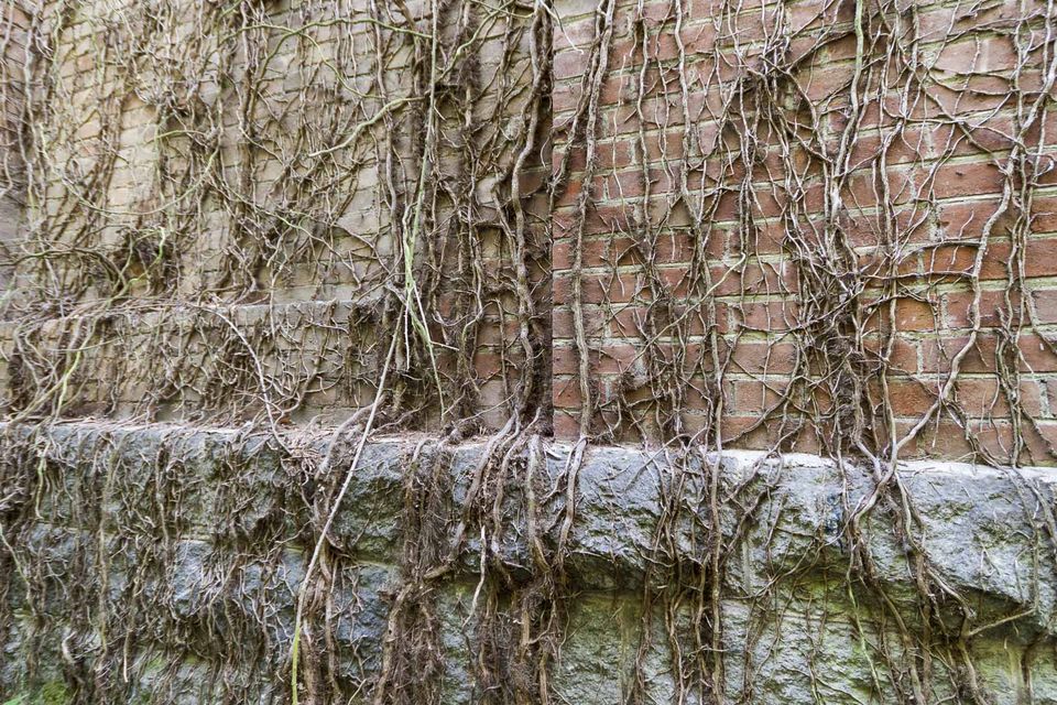 Bare ivy roots covering a brick and stone wall