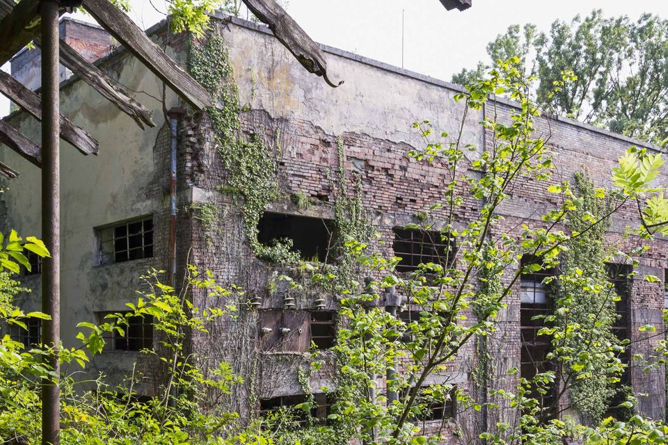 Ivy-covered brick facade with broken windows and wooden beams