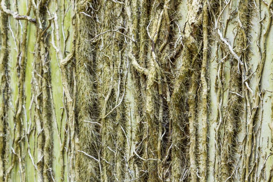 Moss on climbing vine stems against a wall
