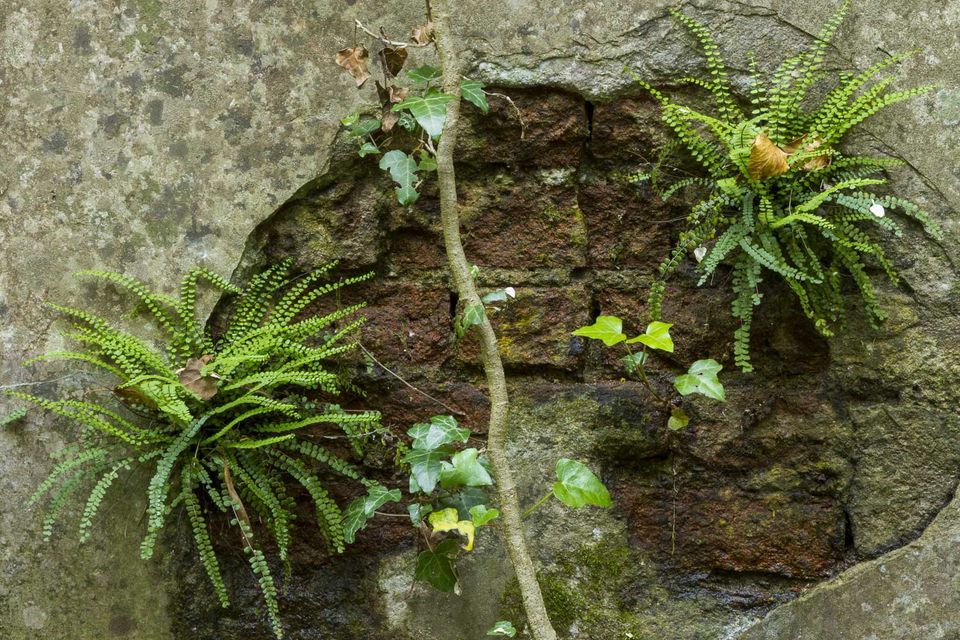 Ferns growing from a broken brick patch in a wall
