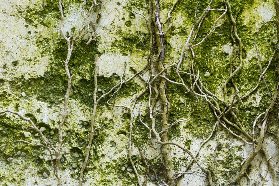 Moss and bare vines on a plaster wall
