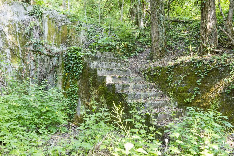 Mossy stone steps climbing through green undergrowth