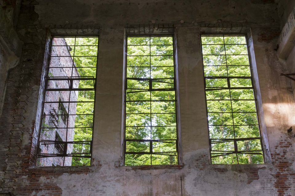 Three tall barred windows full of green leaves