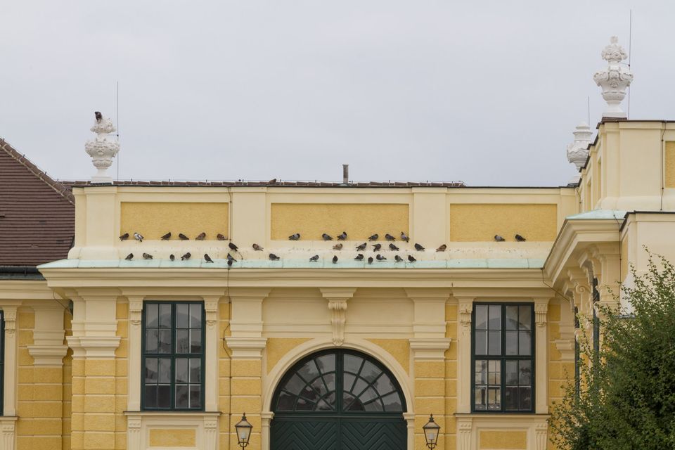 Pigeons lined along the cornice of a yellow palace wing