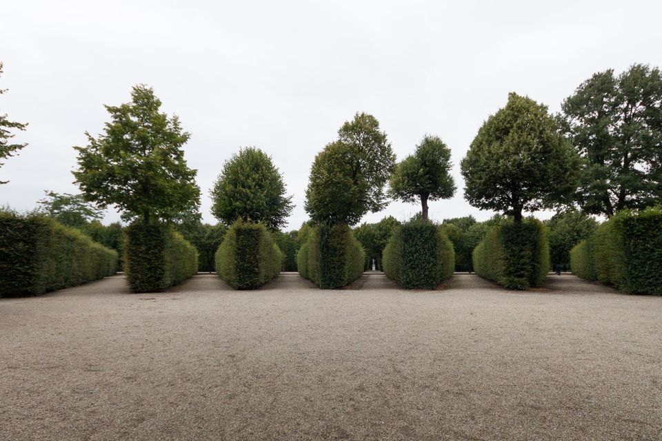 Rows of clipped hedge blocks with trees in a gravel garden