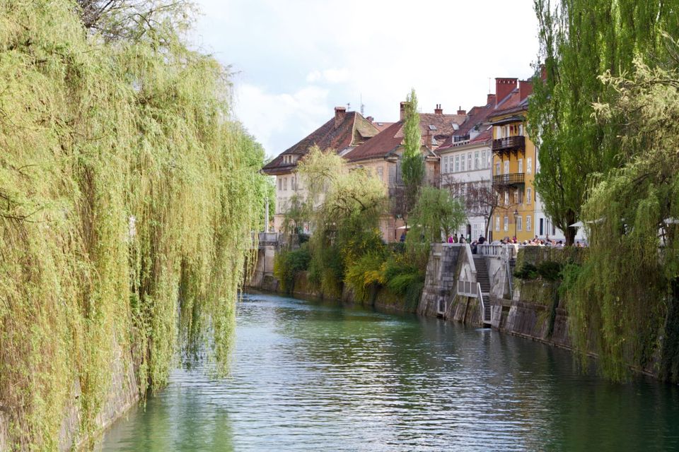 Ljubljanica between weeping willows and old houses