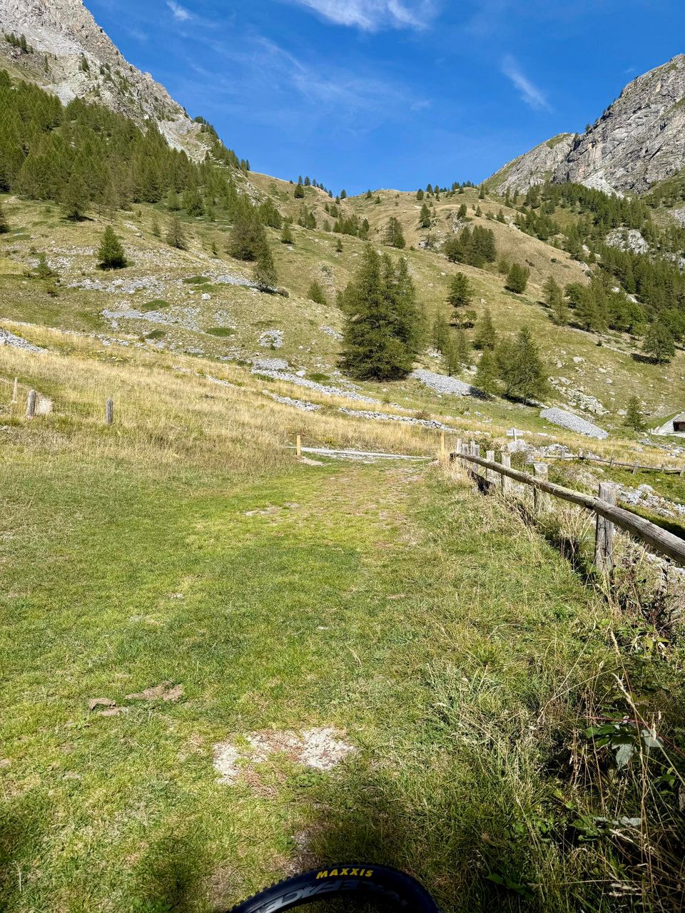 Grassy slope with scattered larches and a wooden fence