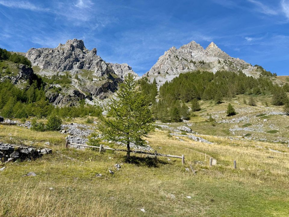 Young larch in a meadow below two rocky peaks