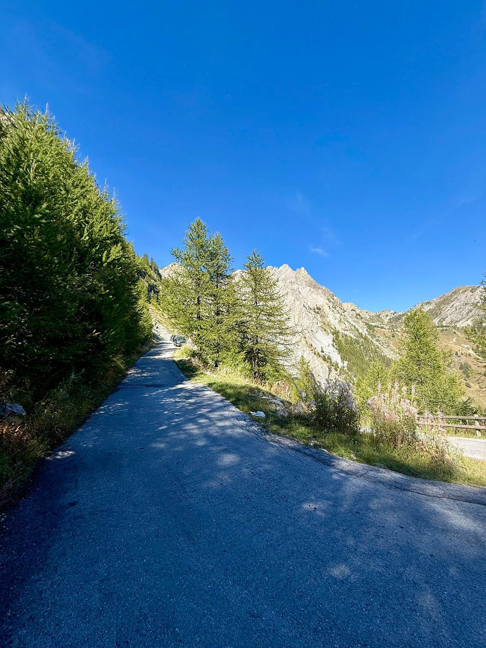 Sunlit mountain road lined with yellowing larches