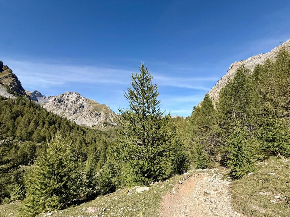 Singletrack winding down through larch woods
