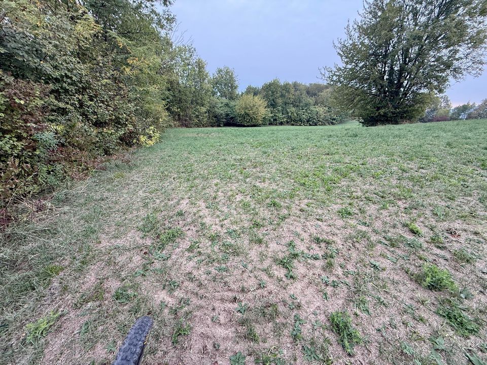 Wide grassy meadow at the edge of the woods