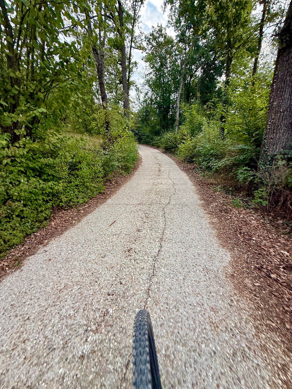 Concrete lane climbing through green woods