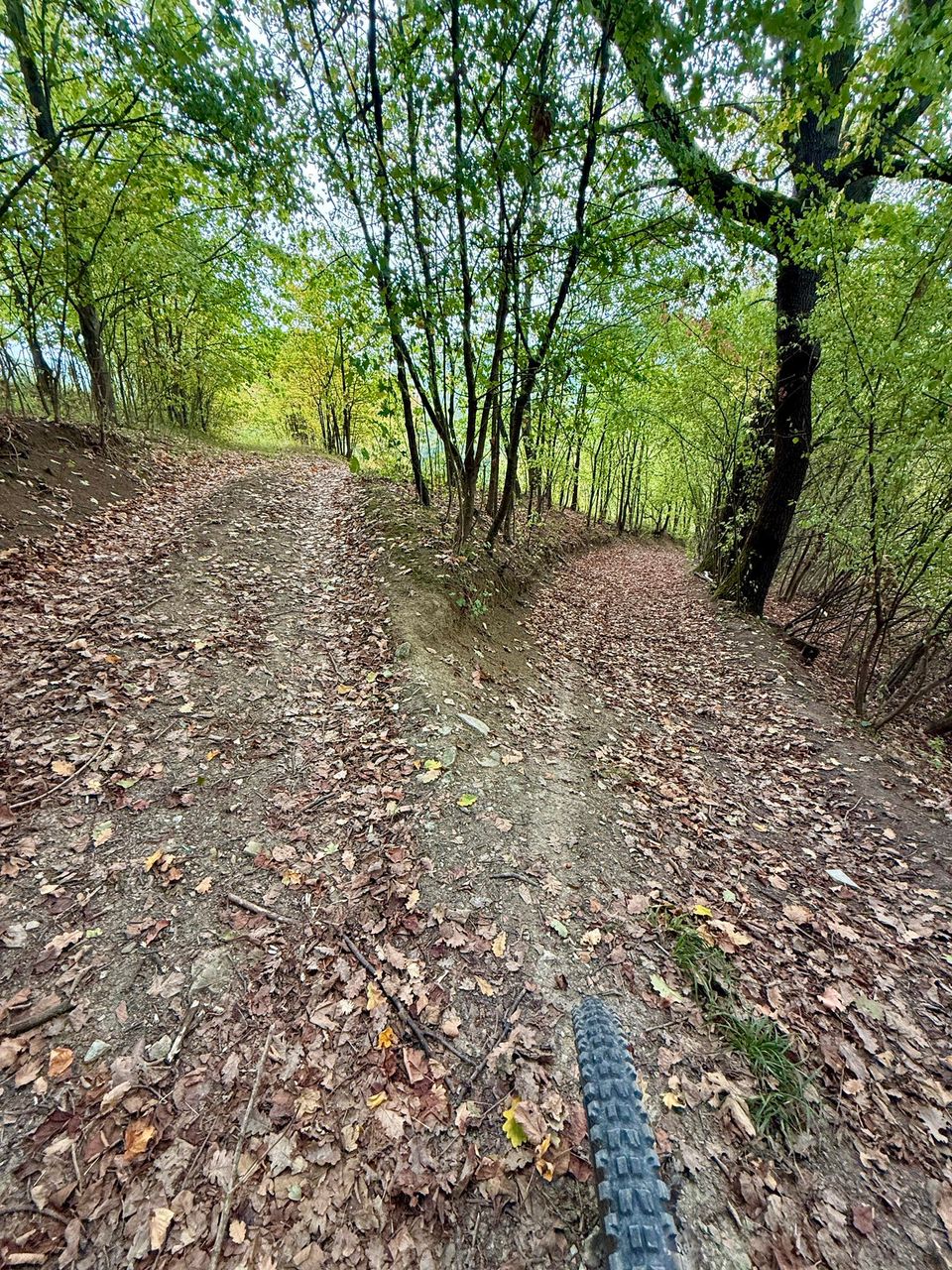 Leaf-covered trail through a bright young wood