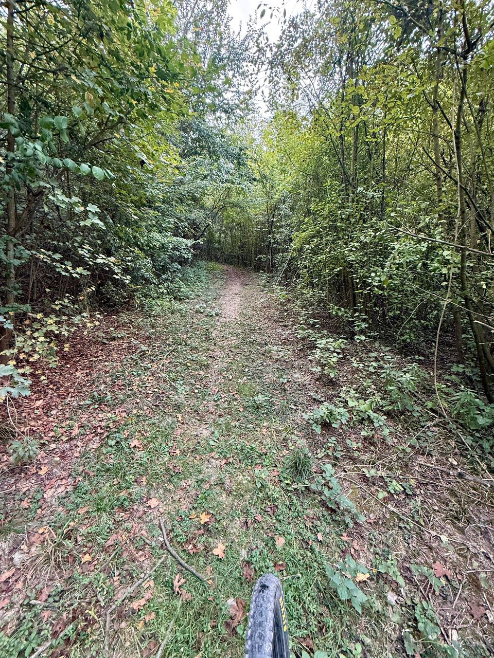 Grassy forest path between dense green undergrowth