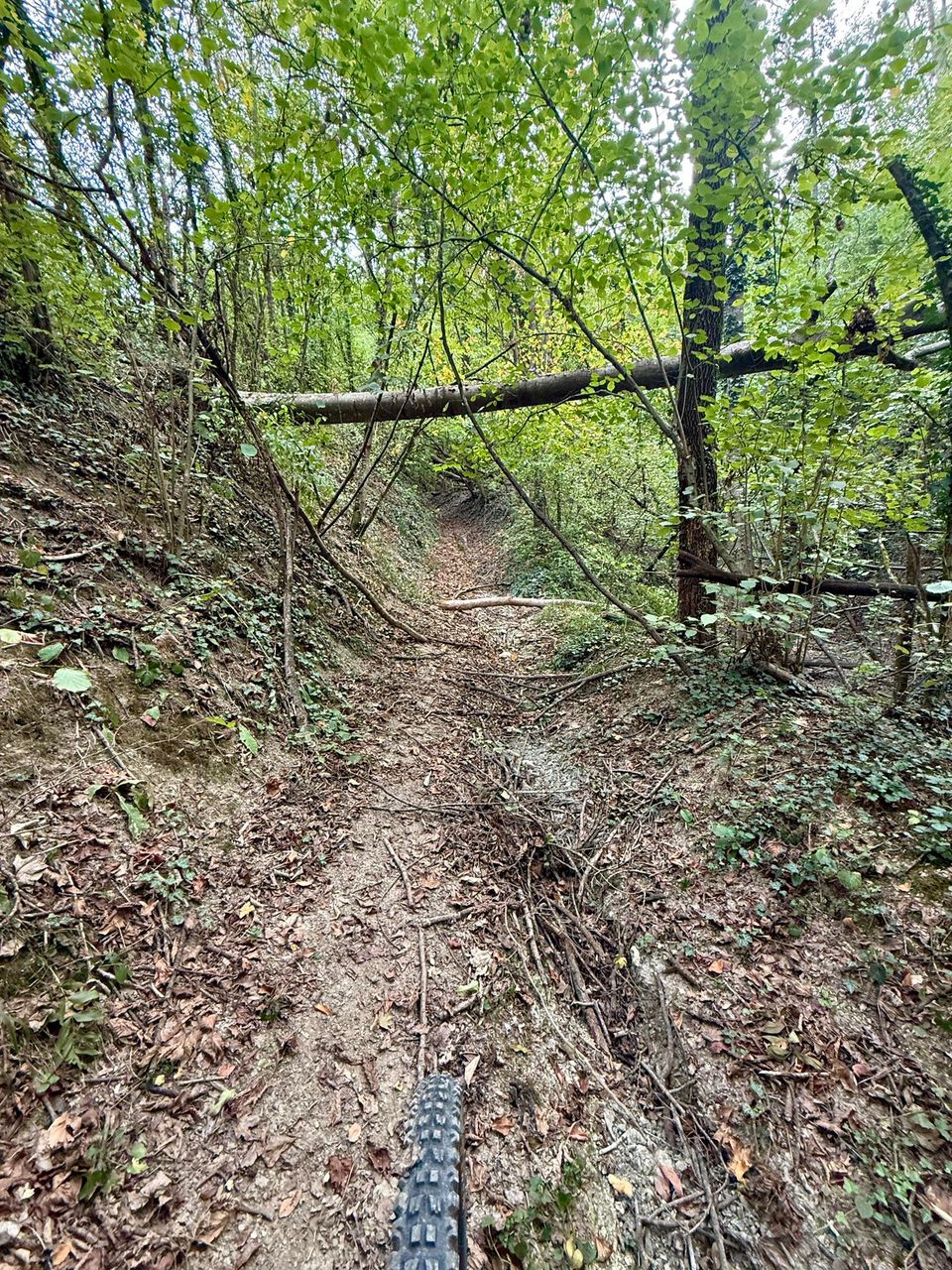 Narrow trail with a fallen branch across it