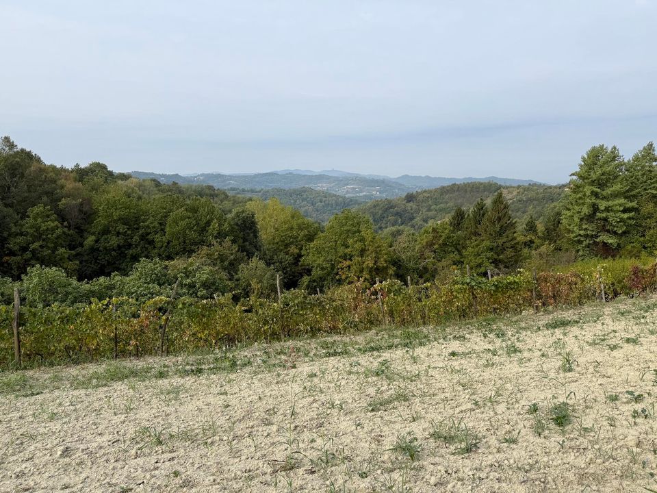 Field and vines above hazy wooded hills