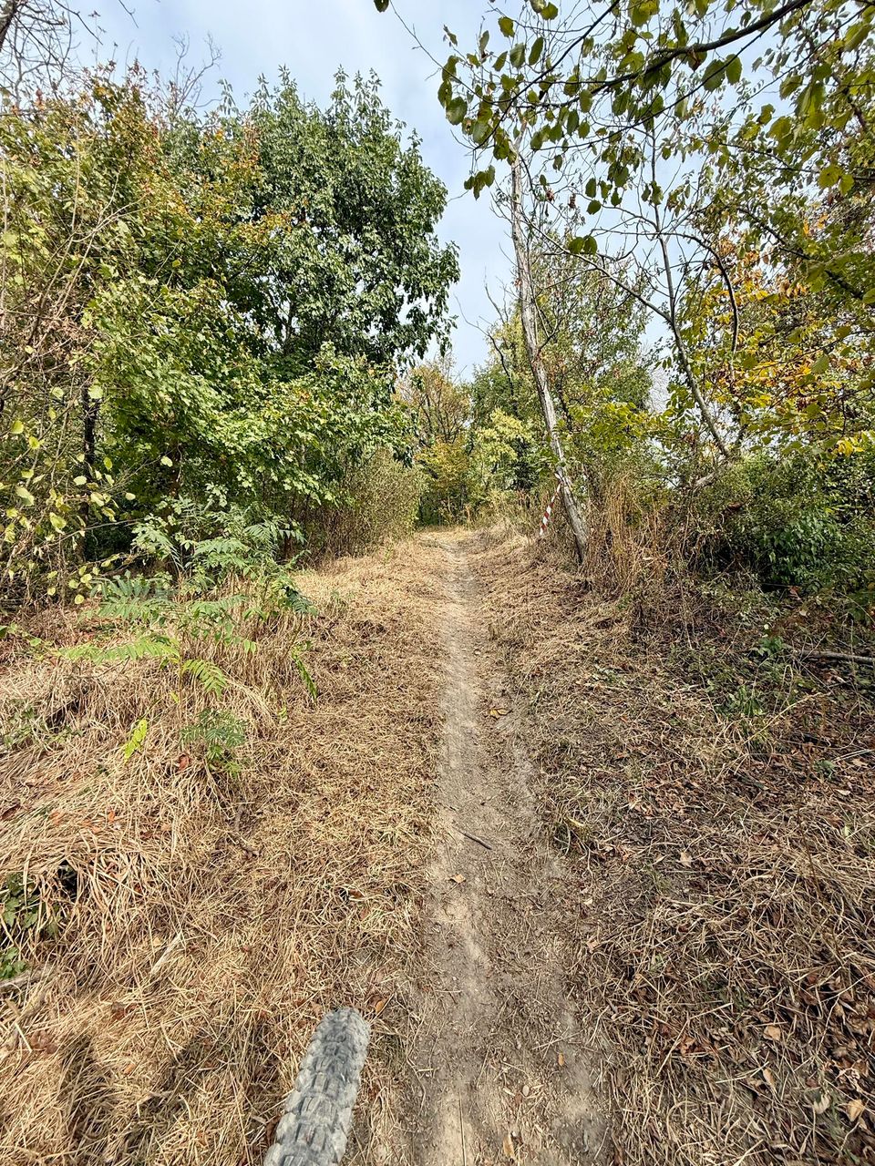 Dry-grass path along a row of trees