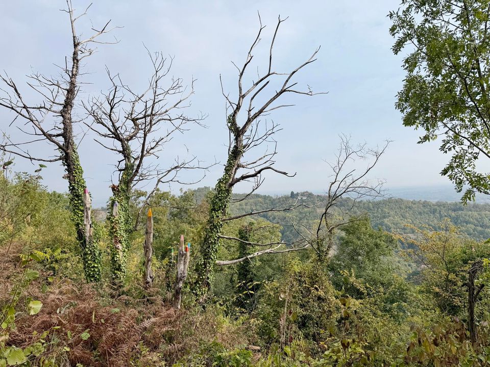 Bare trees wrapped in ivy above a wooded valley