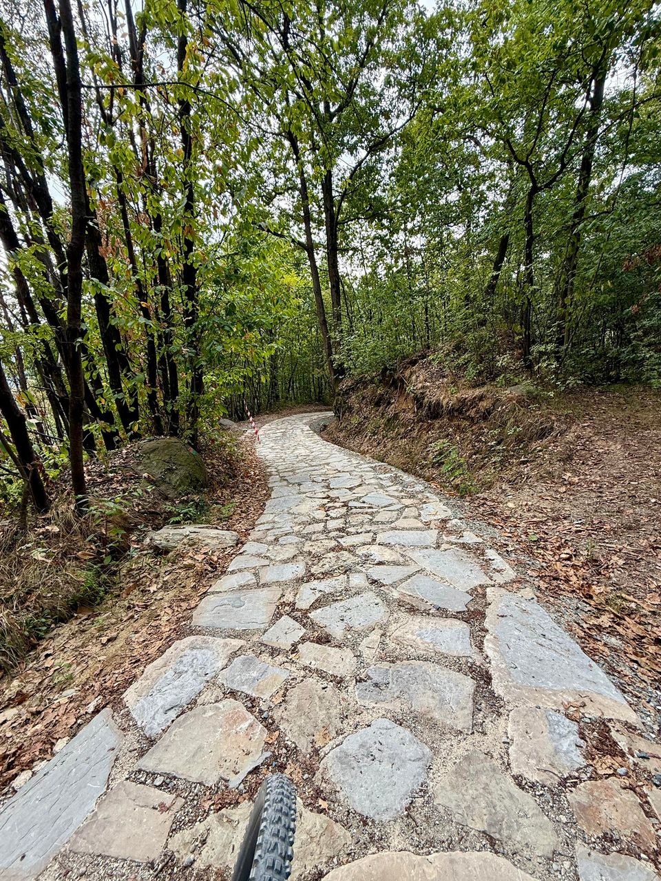 Old stone-paved path curving through the woods