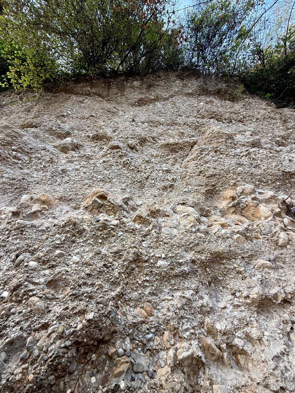 Bank of rounded pebbles cemented in sand, bushes on top