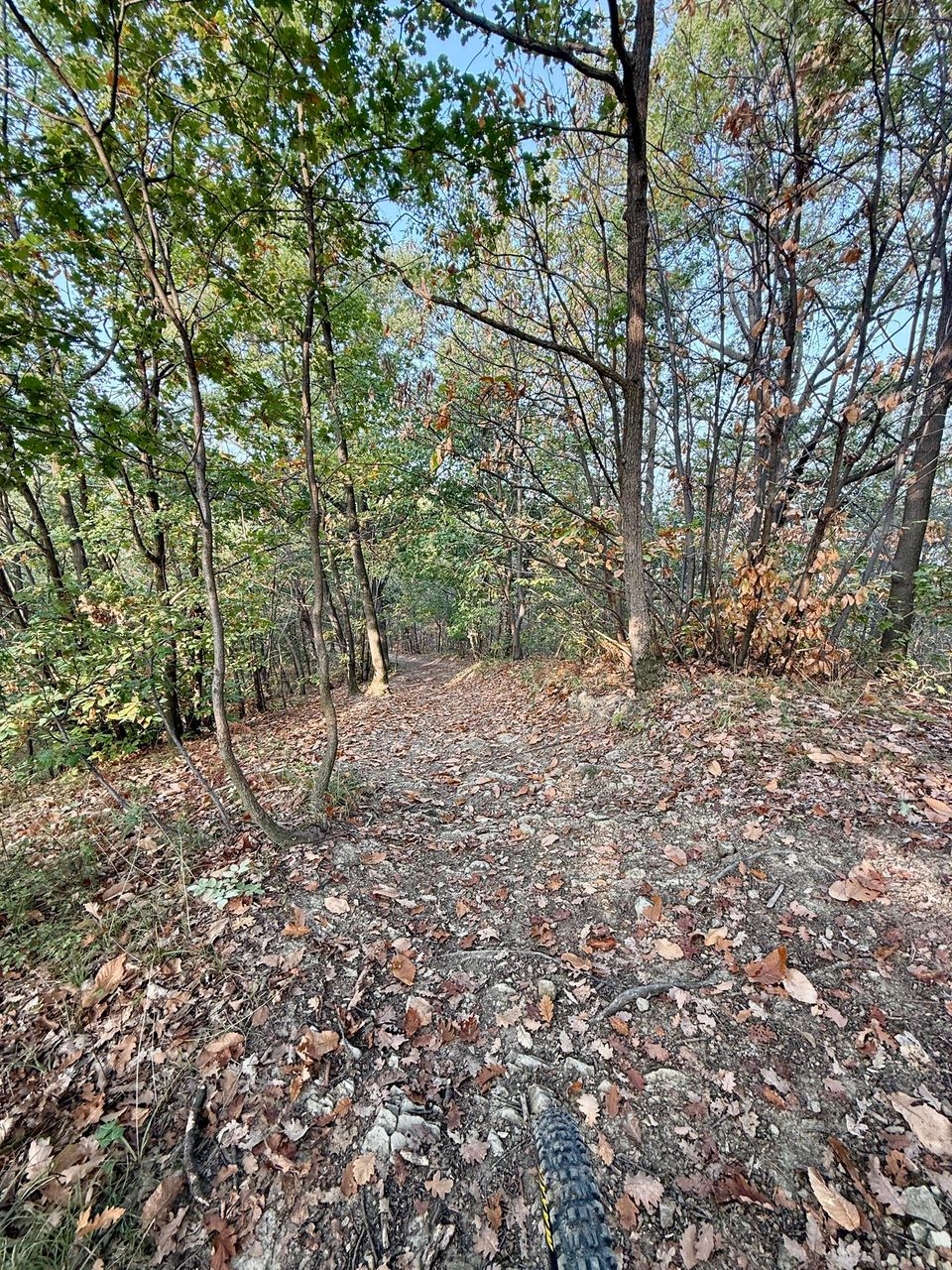 Narrow trail through thin trees in low autumn sun
