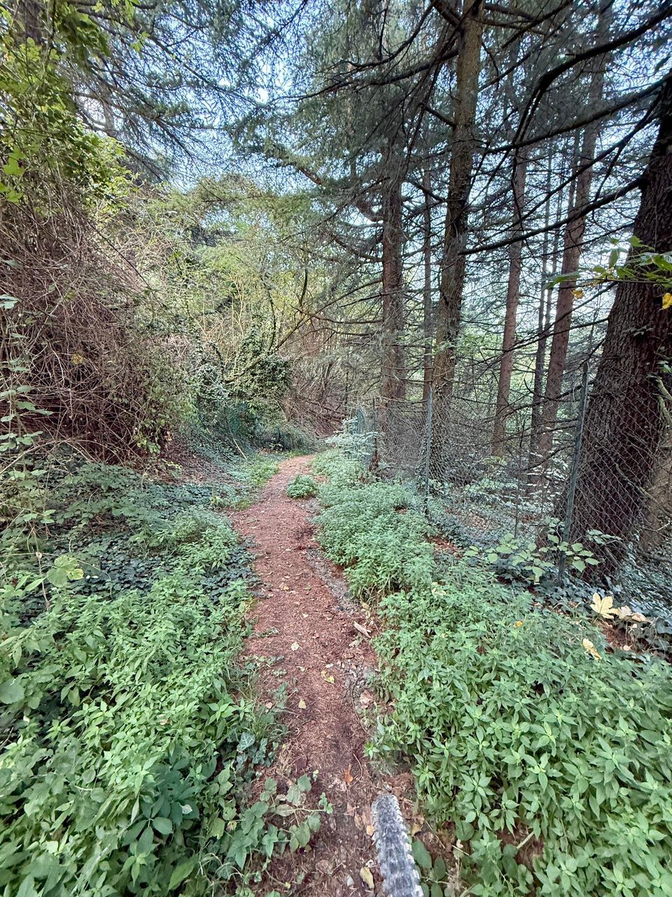 Needle-soft path beside a wire fence and tall conifers