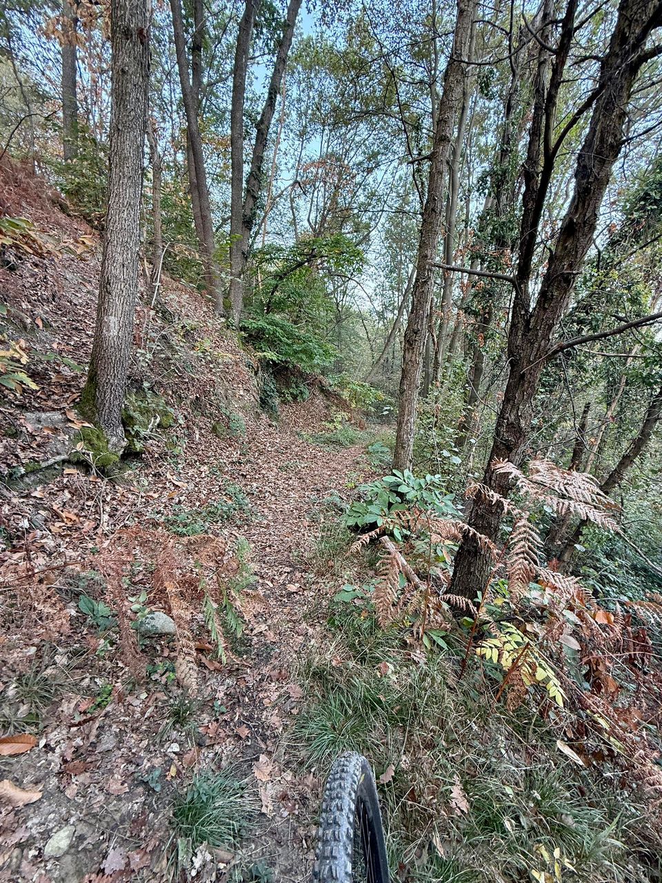 Rocky trail through mixed woods and rusty bracken