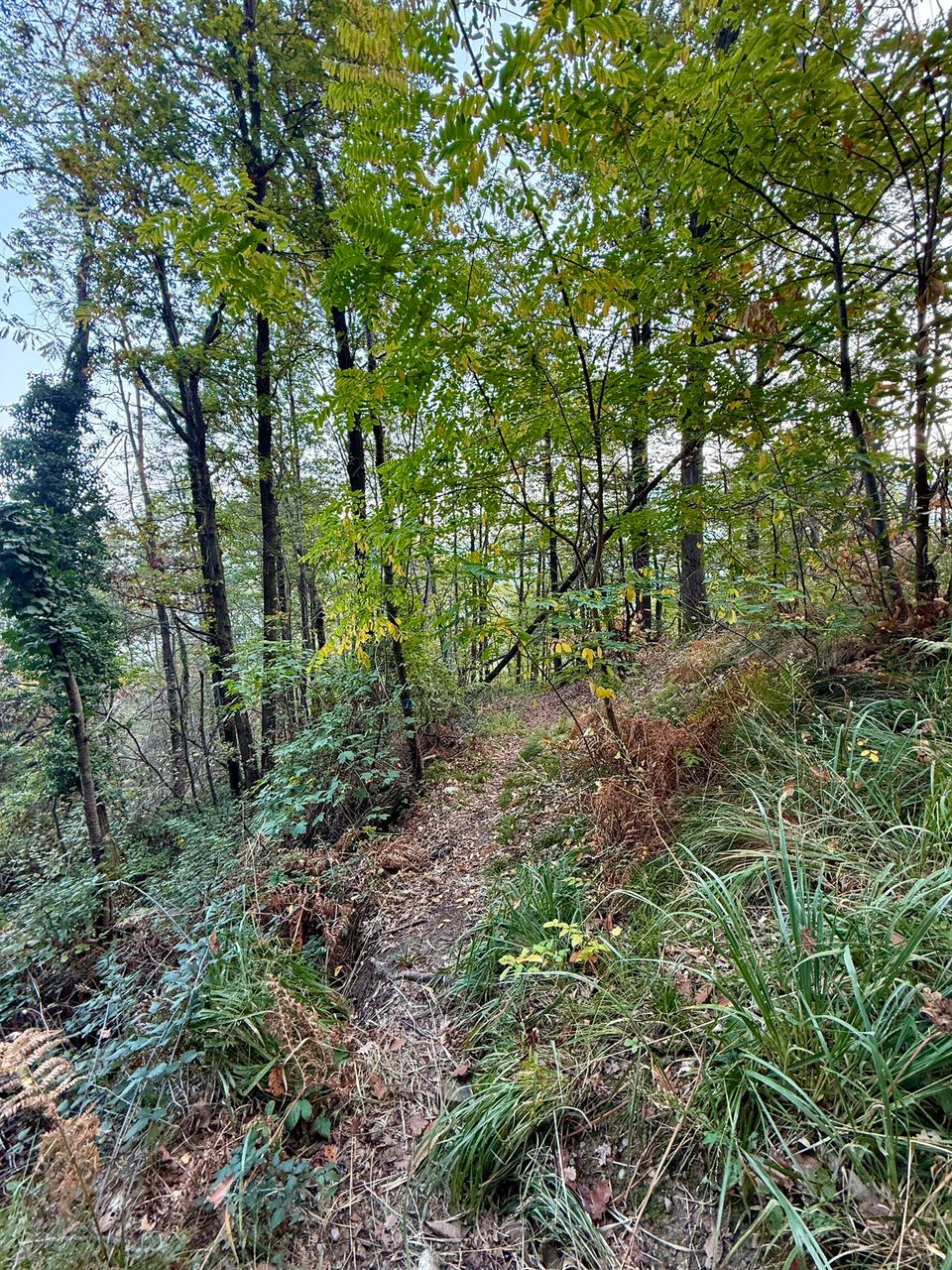 Grassy singletrack under young trees and black locust
