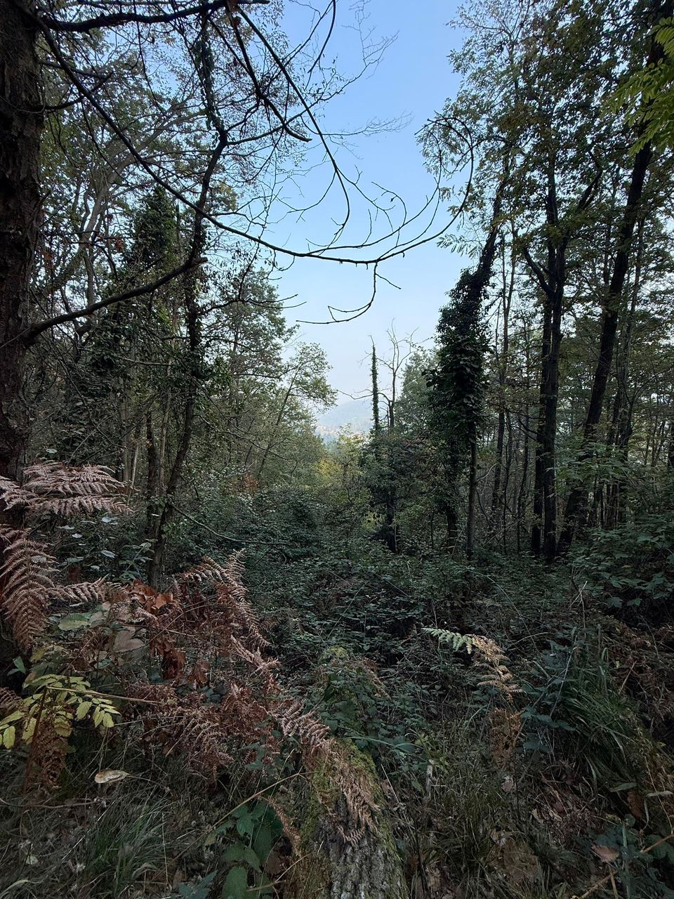 Glimpse of a hazy plain between trees and bracken
