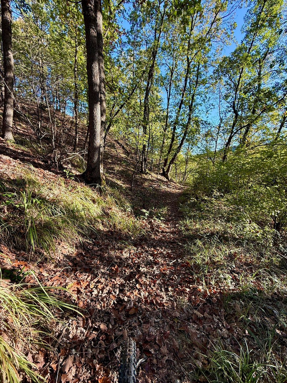 Narrow trail across a steep wooded slope of dry grass