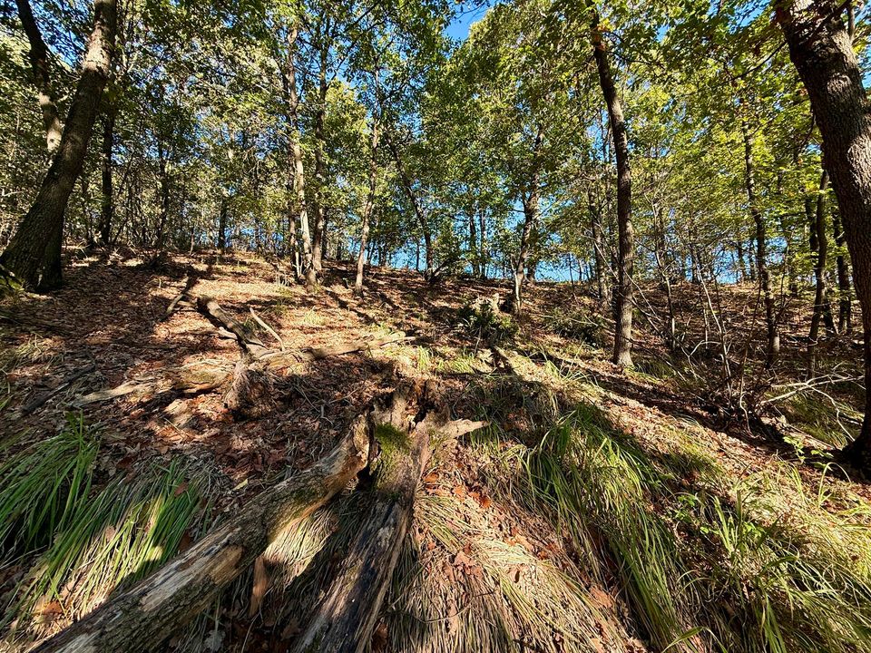 Sunlit open wood on a slope of dry leaves and roots