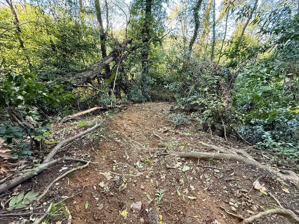 Dirt trail through a tangle of roots and fallen branches