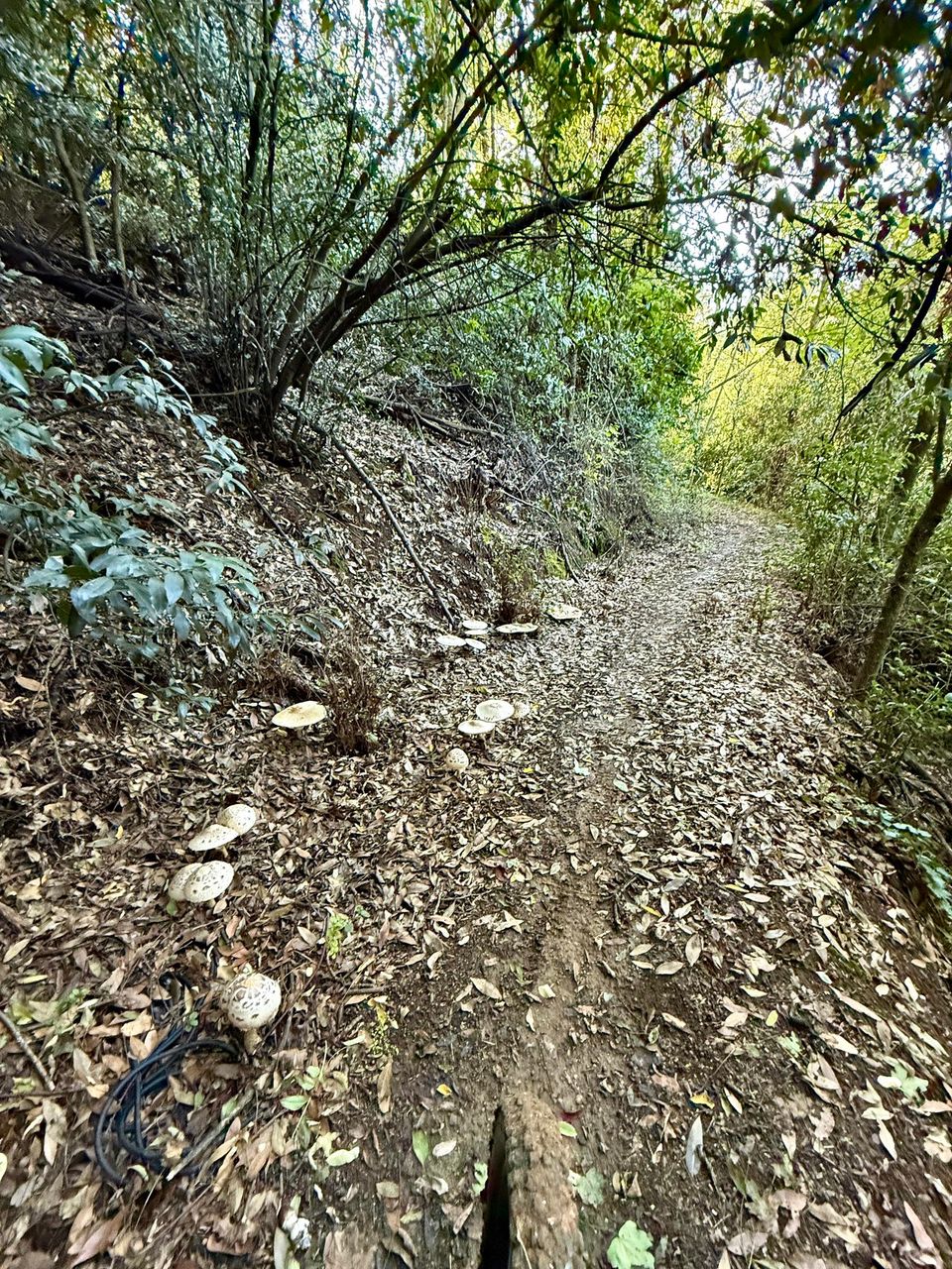 Leaf-covered singletrack bending through dense green undergrowth